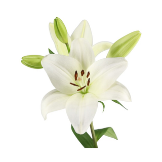 Lilium Asiático Blanco Flor Suelta (Por unidad/No es un ramo/No bouquet) 