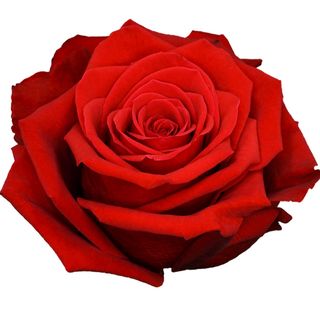 Tallo de rosa roja fresca