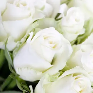 Tres Rosas Blancas