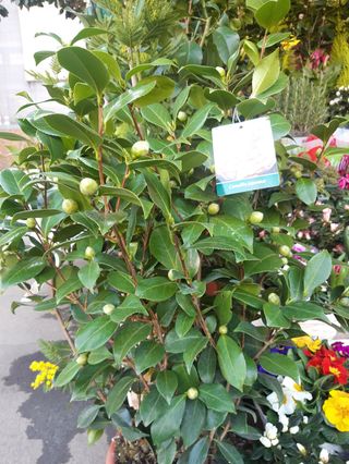 Camelia grande grande