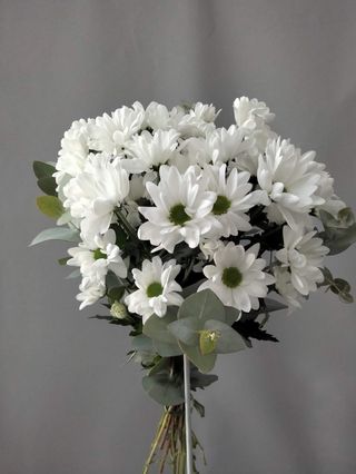 Ramo margaritas blancas