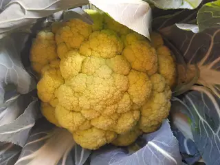 Broccolo cad 