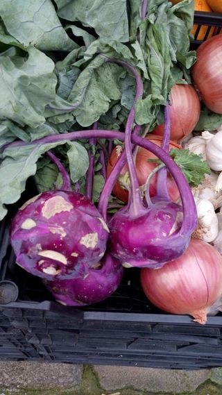 Colinabo rojo ecológico 