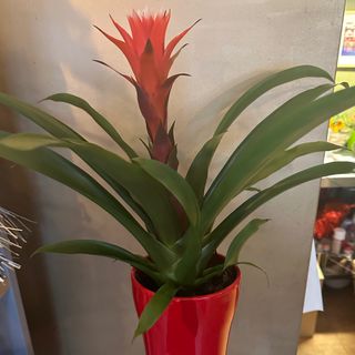Guzmania con macetero