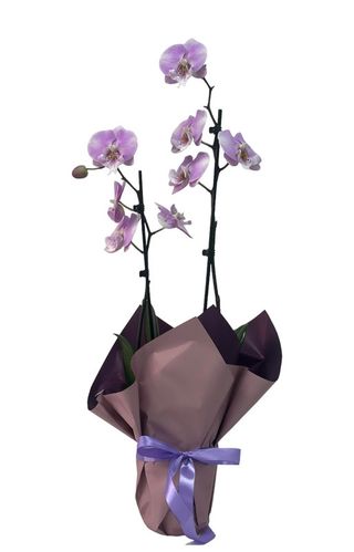 Orhidee Phalenopsis Lila