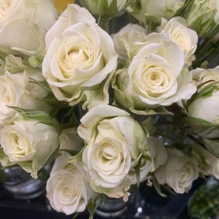 Rosa Ramificada blanco  ( 4 unds )