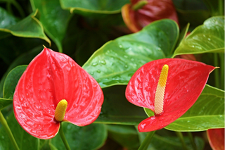 Caja Mini Anthurium