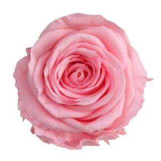 Rosa preservada rosa