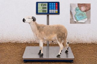 01281845 - 65 Kg