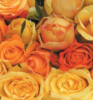 Mazzo di rose colore giallo arancione-7 rose