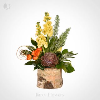 Suculenta fermecată