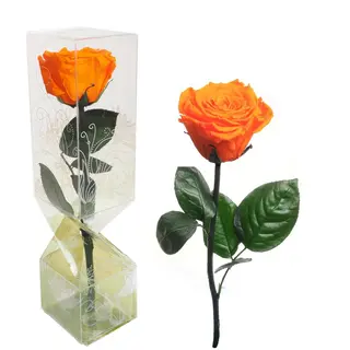 Rosa naranja tallo corto