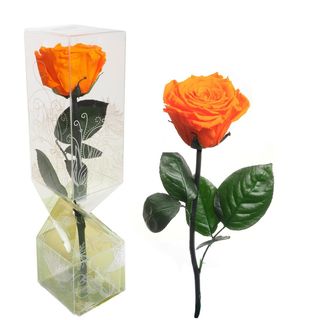 Rosa naranja tallo corto