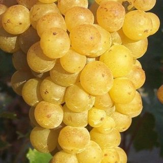 Moscato Asti Dolce 75 Cl