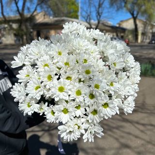 15 гілок білої ромашки