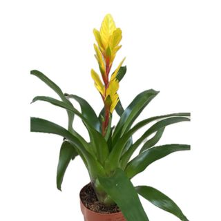 Bromelia amarela