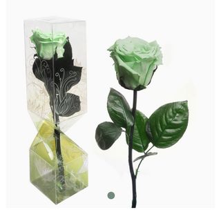 Rosas preservadas verdes de tallo corto