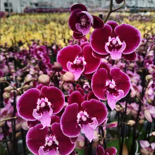 Orquídea Grande "Pink" (2 Tallos)
