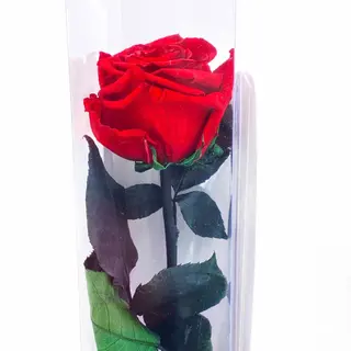 Rosamor Eterna