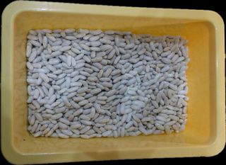 Fagioli cannellini 1 kg