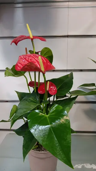 Anturios Pequeno