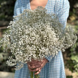 თეთრი გიფსოფილა ( 20 ტოტი )