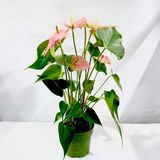 Anthurium