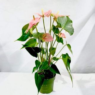 Anthurium