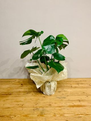 Mostera/ Costilla De Adan Pequeña