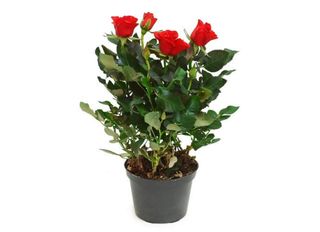 Роза, червена в саксия