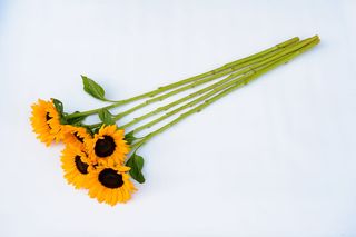 Bukiet Słonecznik 5 szt.