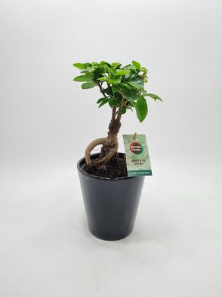 Ficus Gin Seng
