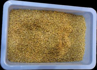 Farro perlato 100gr