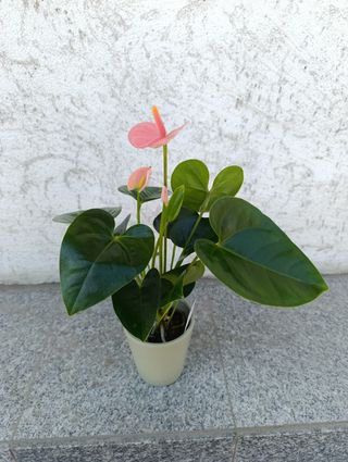 Anthurium