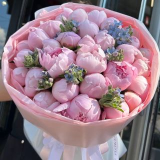 31 півонія Sarah Bernhardt з оксіпеталумом