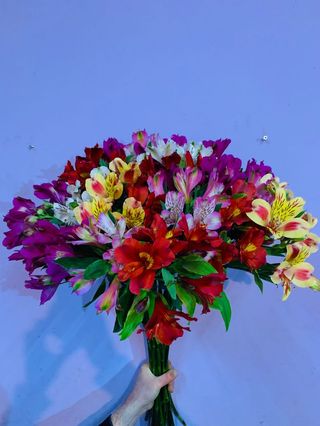 ფერადი ალსტრომერია 20 ტოტი