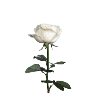 Rosa branca