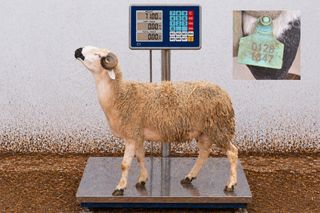 01281847 - 71 Kg