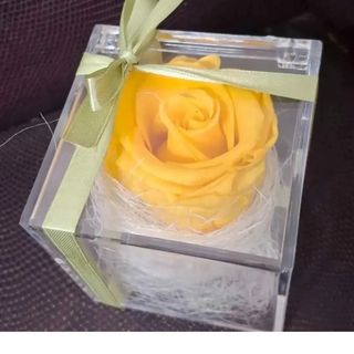 rosa stabilizzata gialla