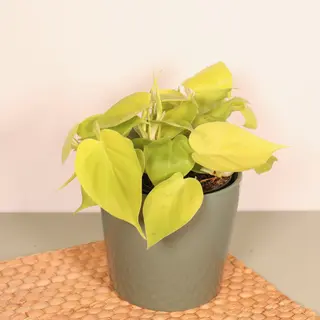 Philodendron Lemon Lime