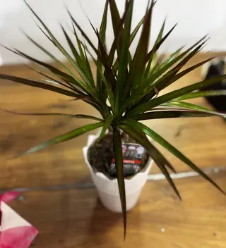 Dracena i saksija
