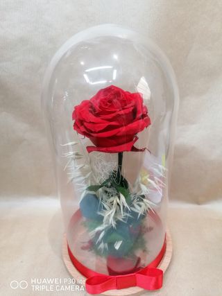 Rosa Premium Cupula Cristal