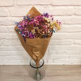 Paniculata De Colores