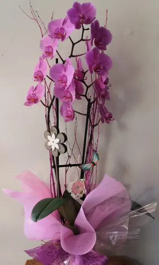 Orquídea