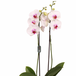 Orquídea Grande "Pintalabios" (Blanca y Fucsia)