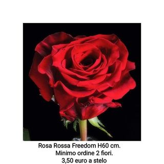 Rosa rossa Freedom 60 cm - 1 stelo