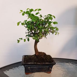Bonsai Oriental