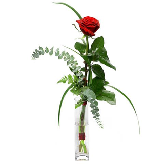 Una rosa roja premium con verdes y preparación de san Valentín