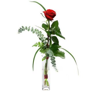 Una rosa roja premium con verdes y preparación de san Valentín