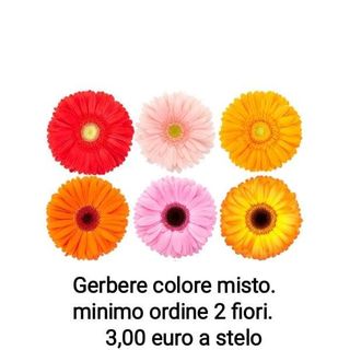 Gerbere colore misto - 1 stelo